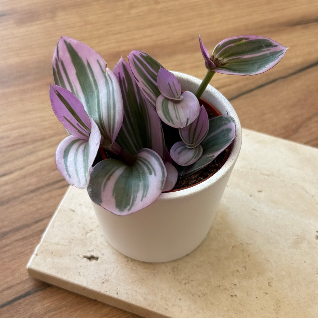 Tradescantia Nanouk