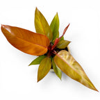 Philodendron Prince Of Orange