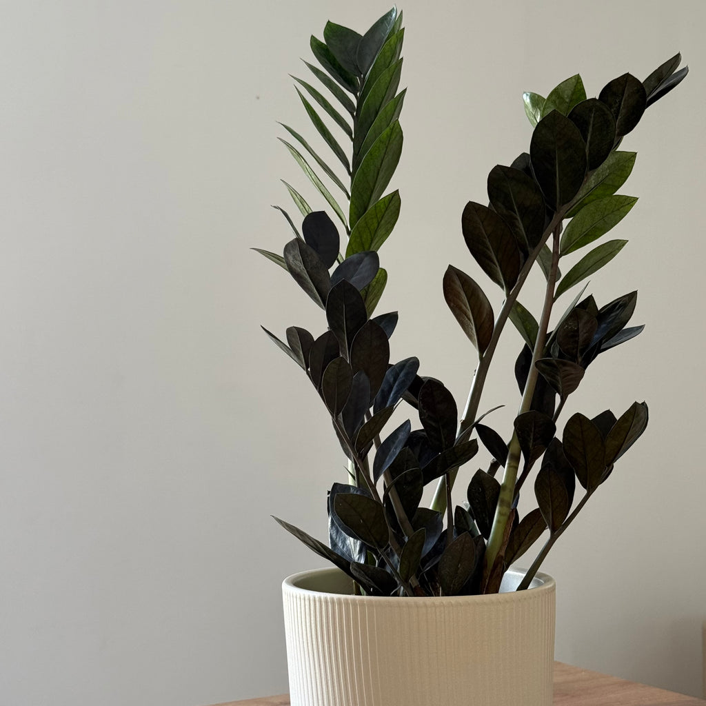 Zamioculcas Zamiifolia Raven