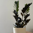 Zamioculcas Zamiifolia Raven