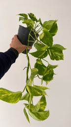 Epipremnum Aureum (15cm) - Pothos
