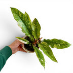 Philodendron Ring Of Fire