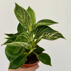 Philodendron White Waves