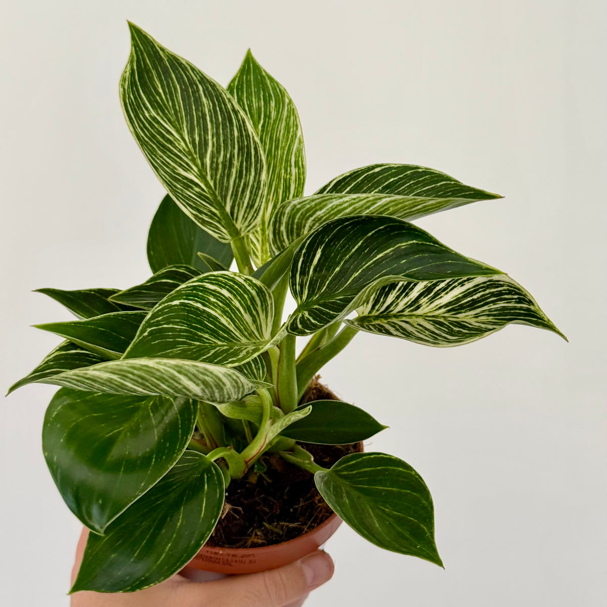 Philodendron White Waves