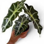 Alocasia POLLY