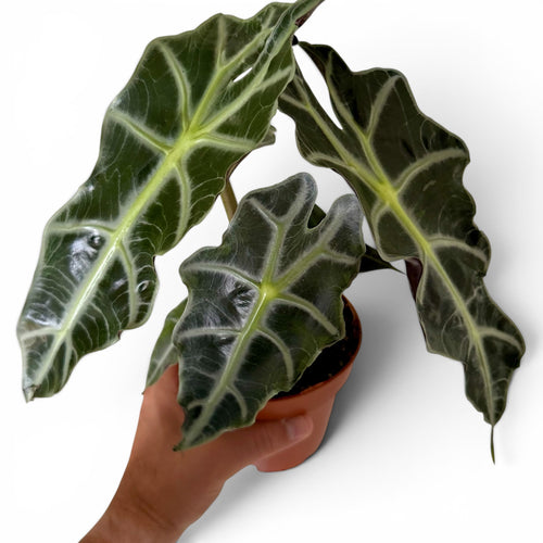 Alocasia POLLY