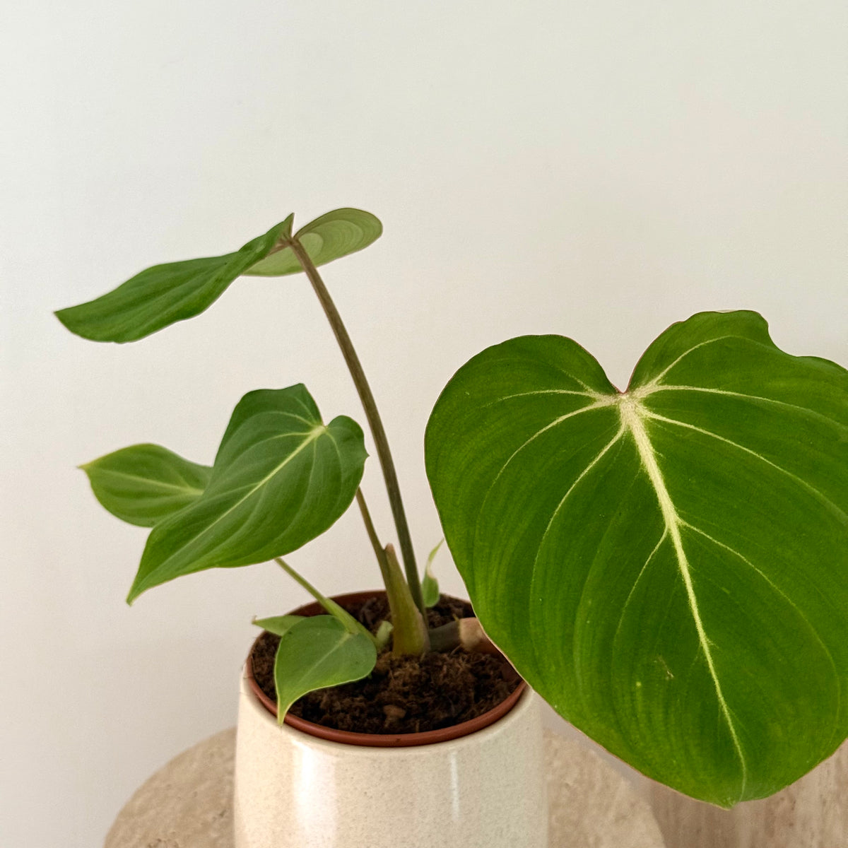 Philodendron Gloriosum