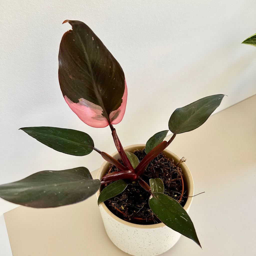 Philodendron Pink Princess