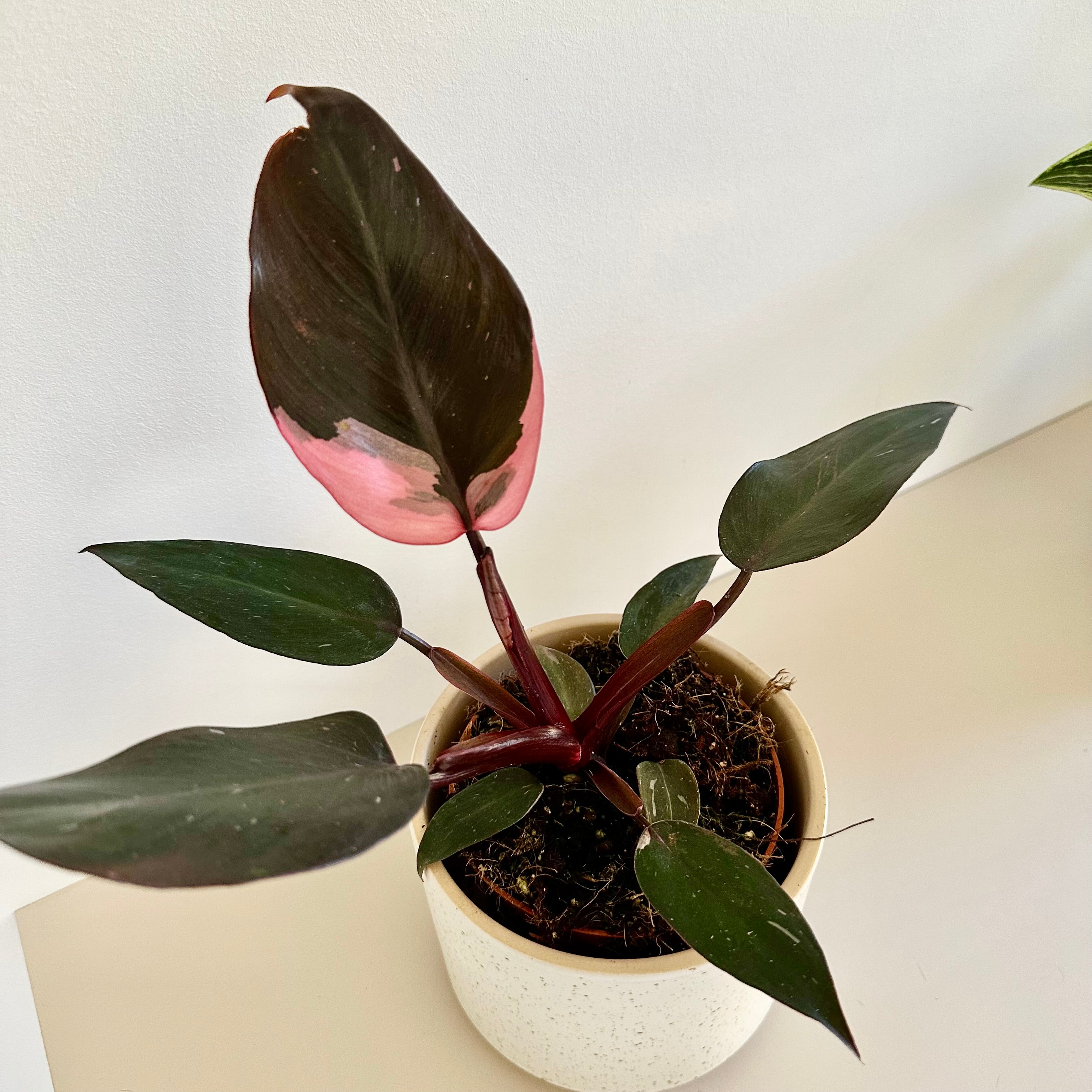 Philodendron Pink Princess