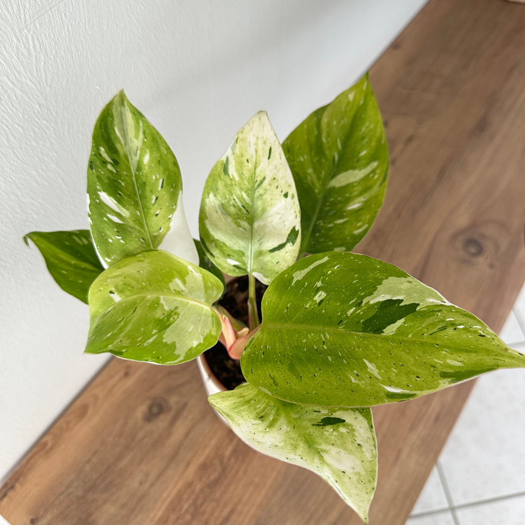 Philodendron White Princess Aurea