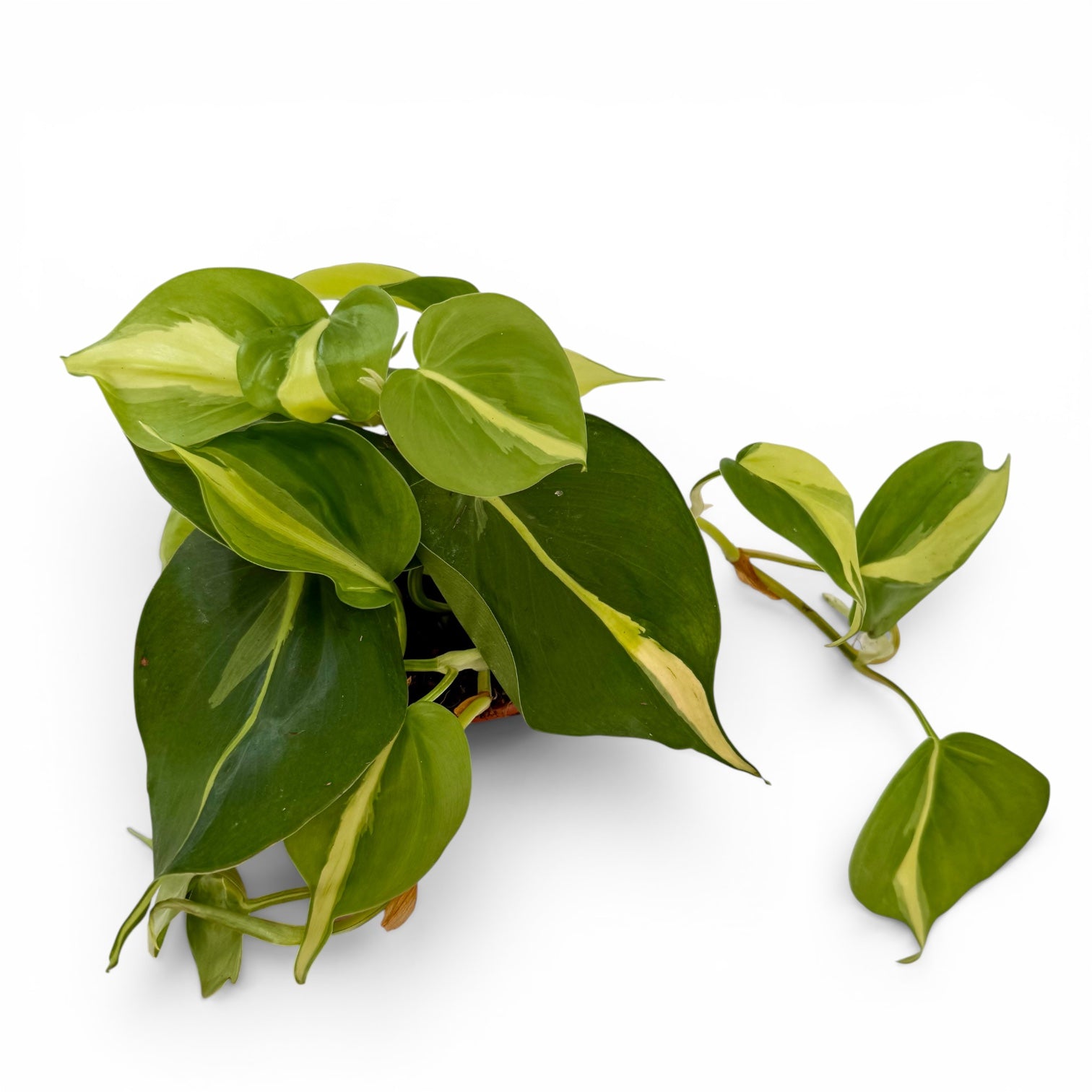 Philodendron Brasil