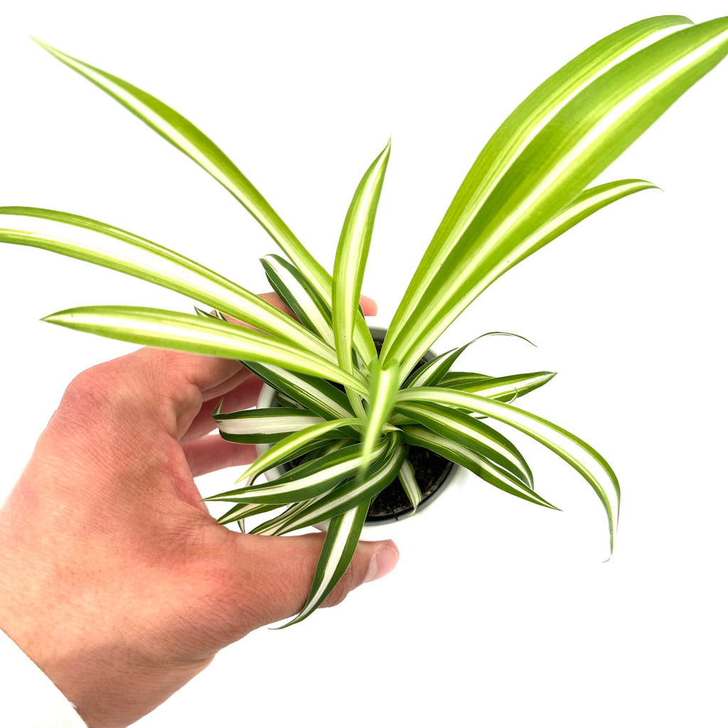 Chlorophytum Corosum