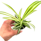 Chlorophytum Corosum