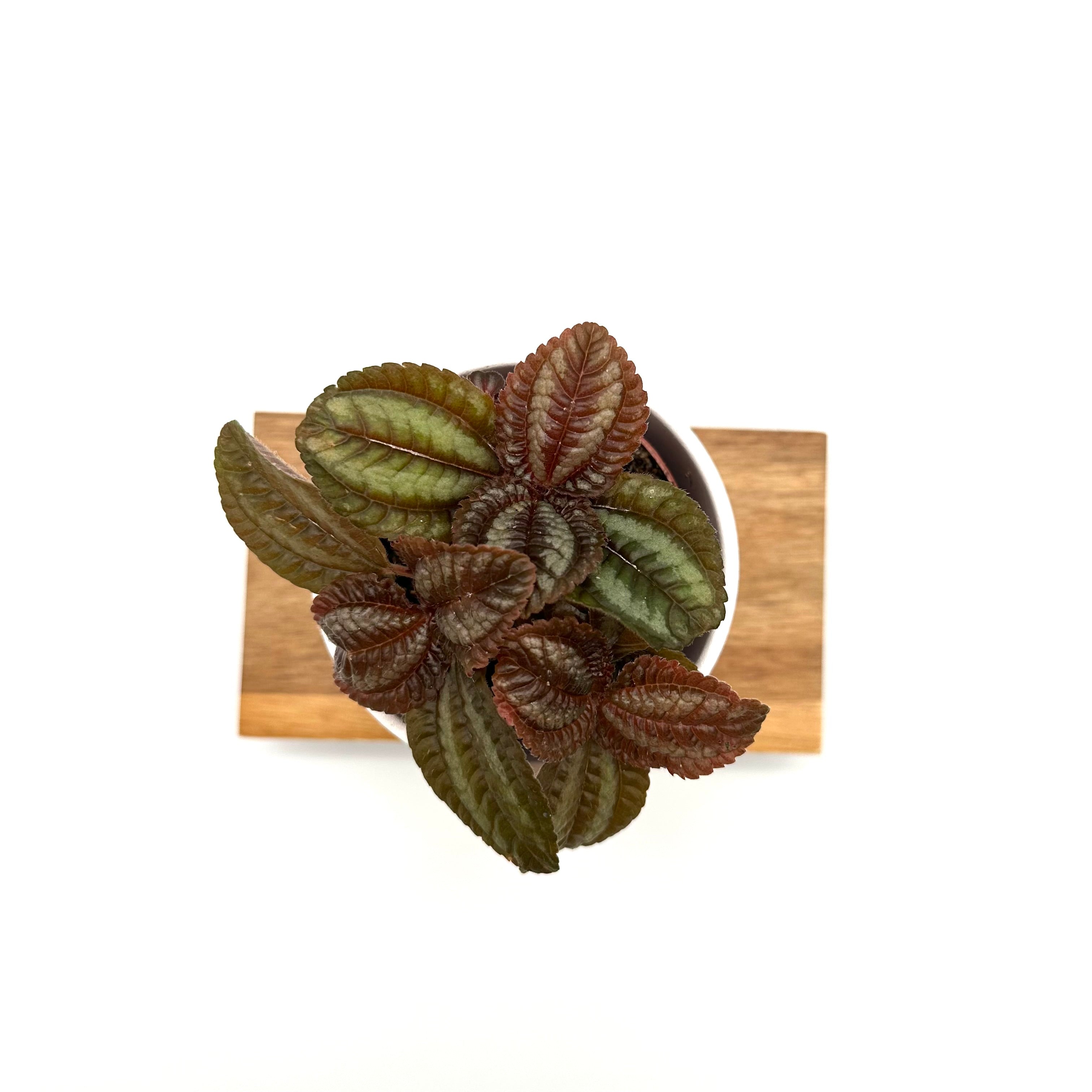 Pilea Norfolk