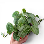 Scindapsus Pictus Silvery Ann