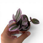 Tradescantia Nanouk