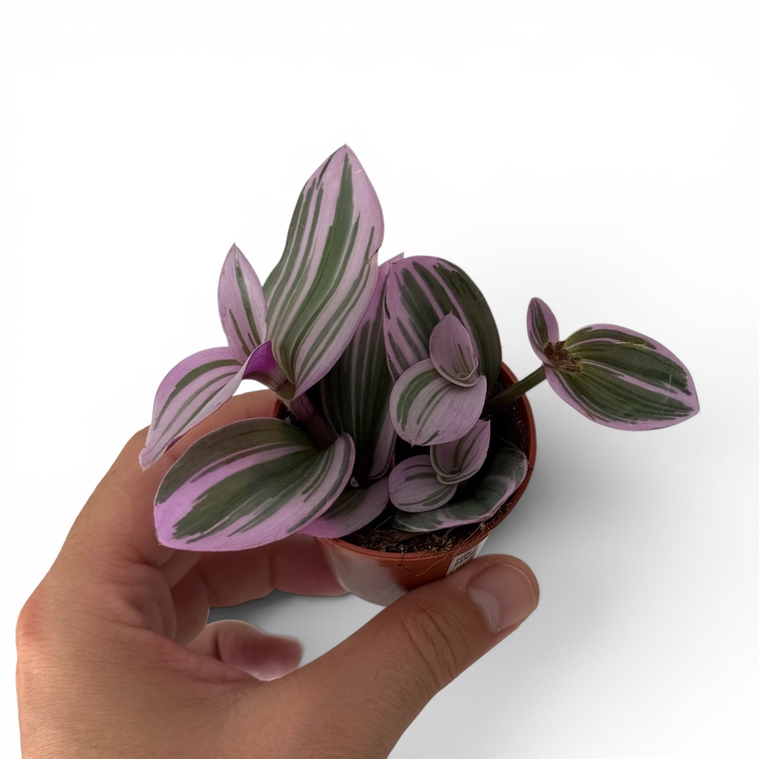 Tradescantia Nanouk