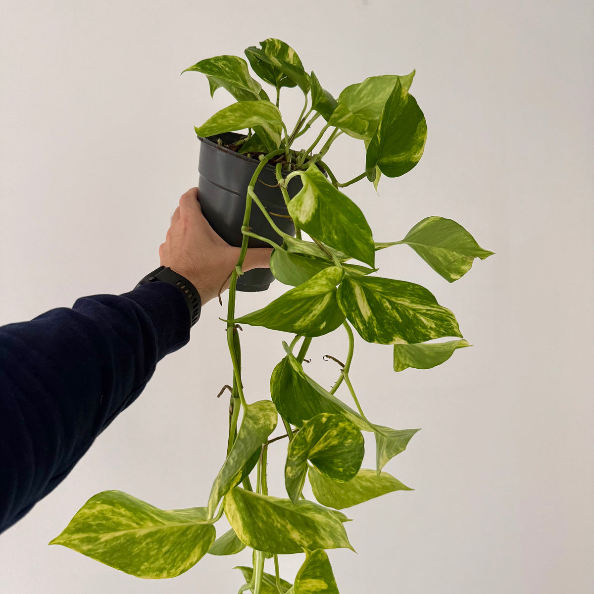 Epipremnum Aureum (15cm) - Pothos