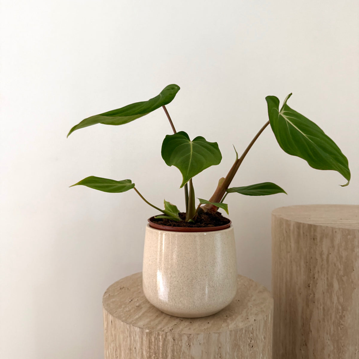 Philodendron Gloriosum
