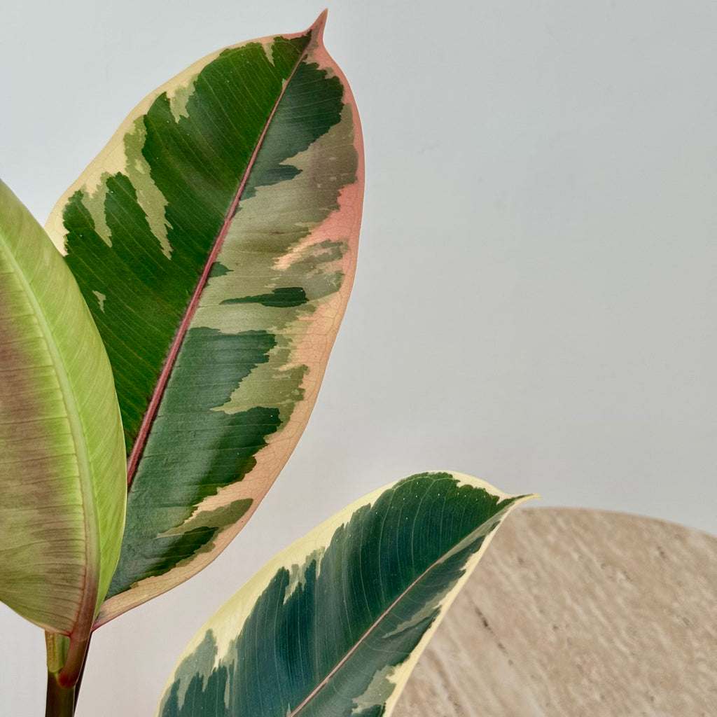 Ficus Elastica Tineke