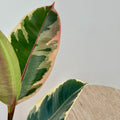 Ficus Elastica Tineke