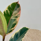 Ficus Elastica Tineke