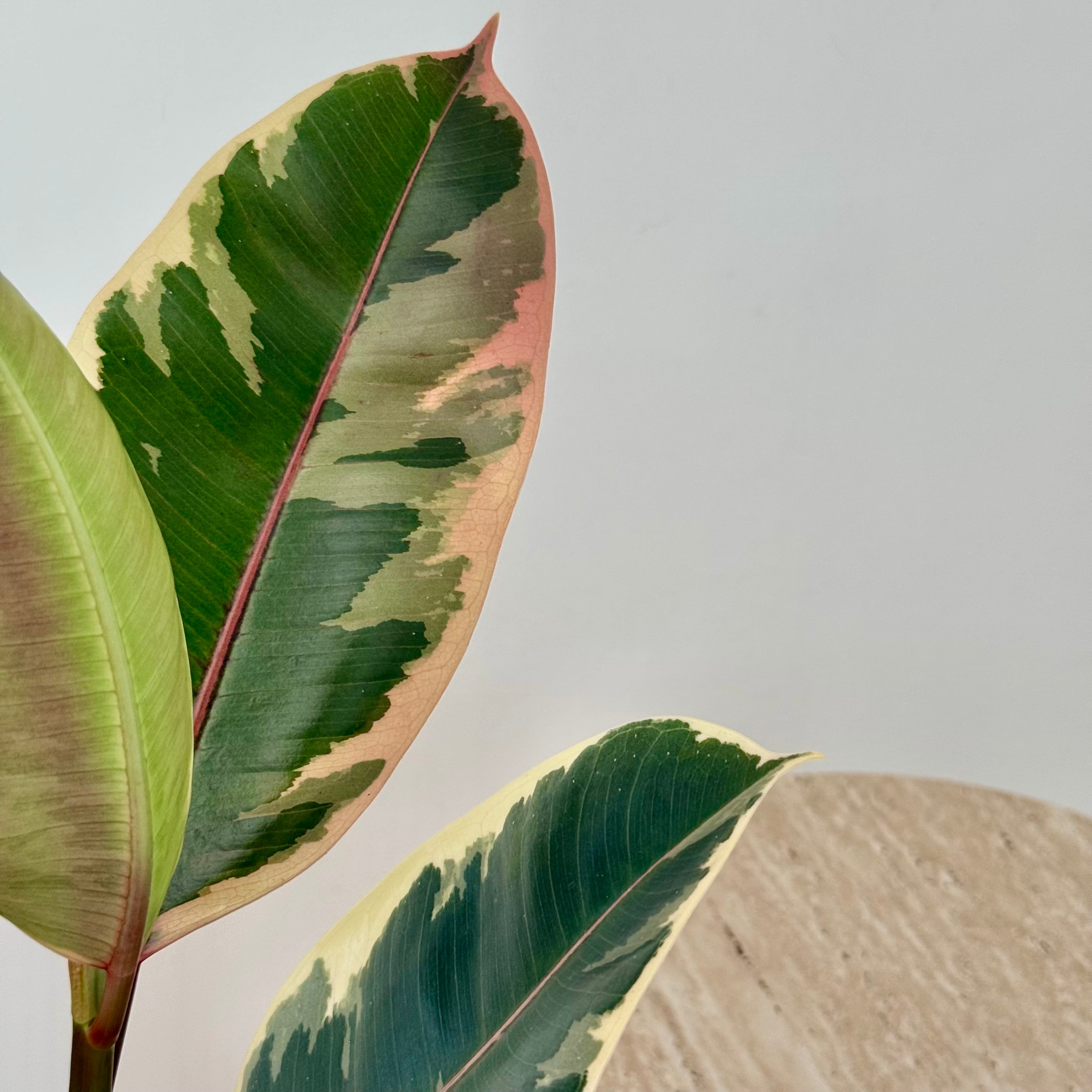 Ficus Elastica Tineke