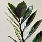 Zamioculcas Zamiifolia Raven