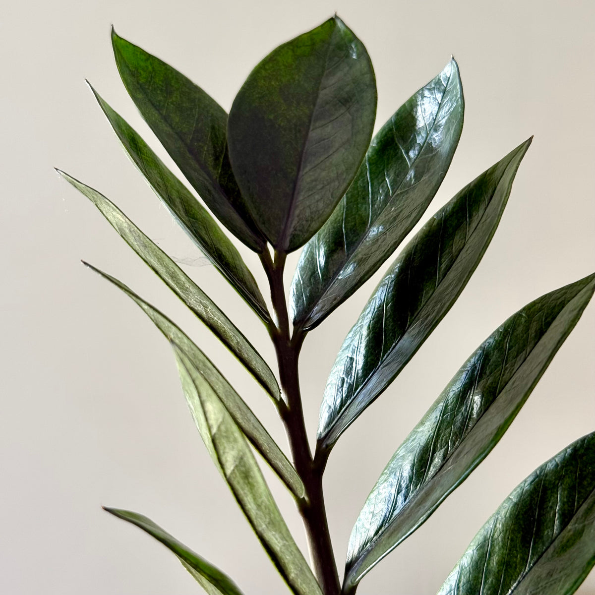 Zamioculcas Zamiifolia Raven