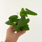 Heminiotis Arifolia