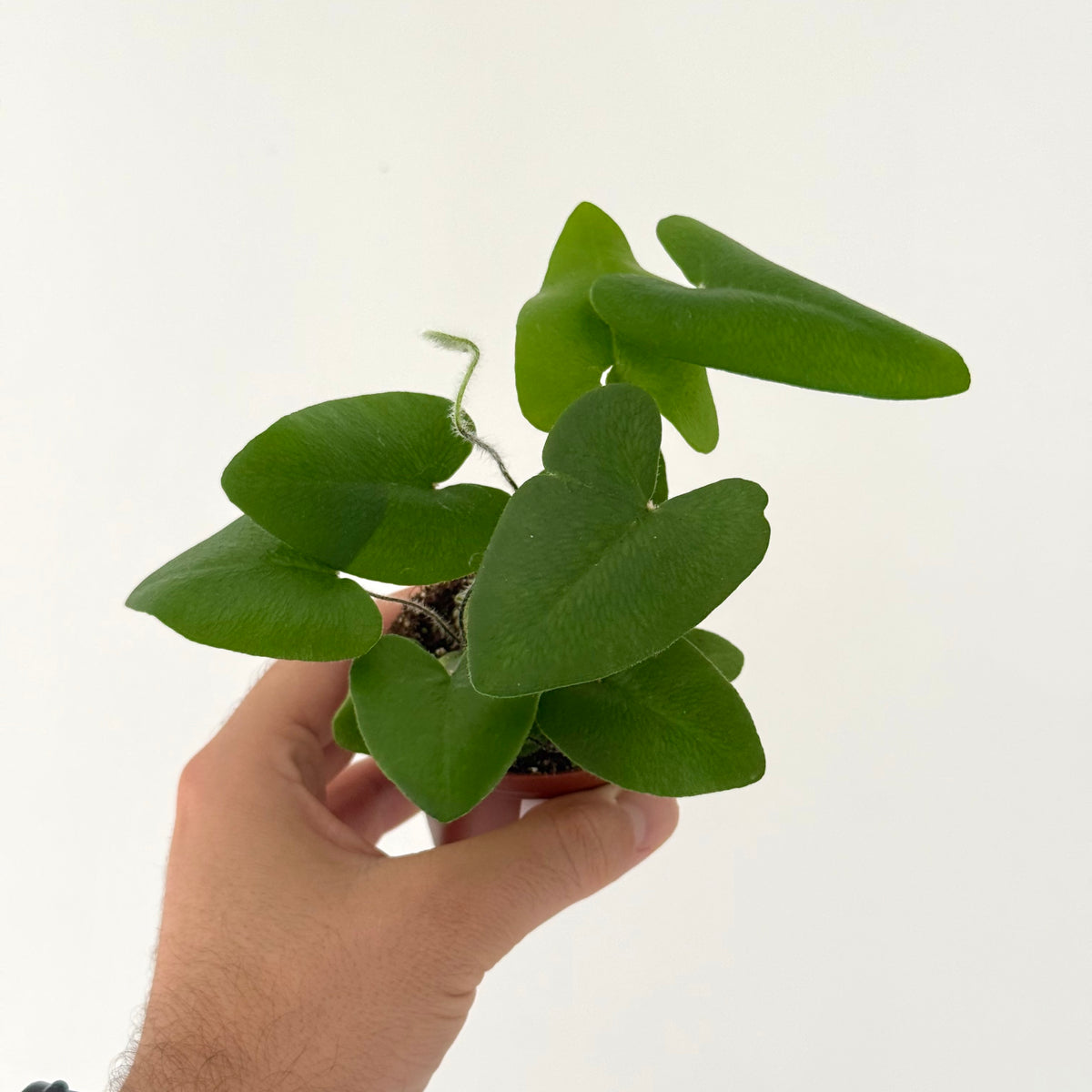 Heminiotis Arifolia