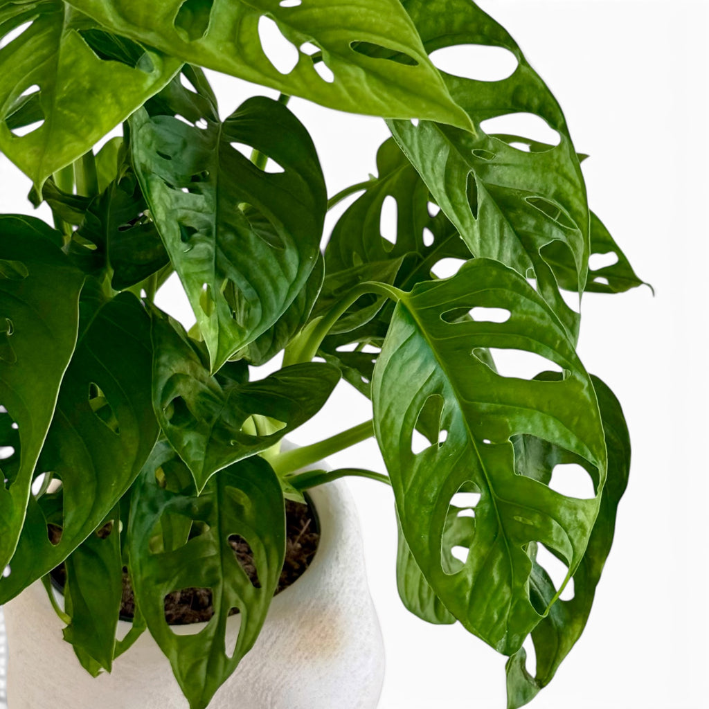 Monstera Adansonii