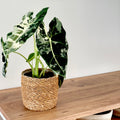 Alocasia Frydek Variegata