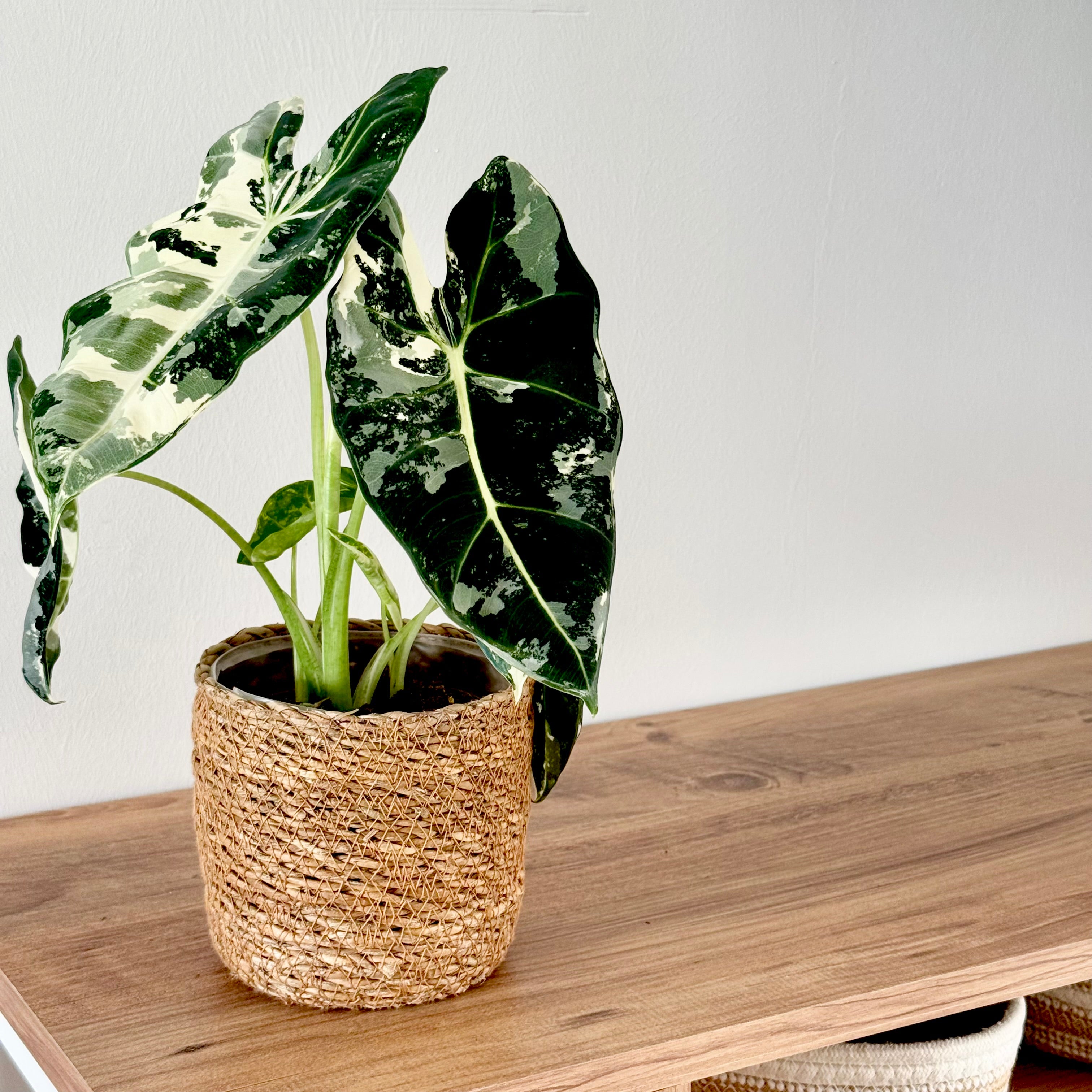 Alocasia Frydek Variegata
