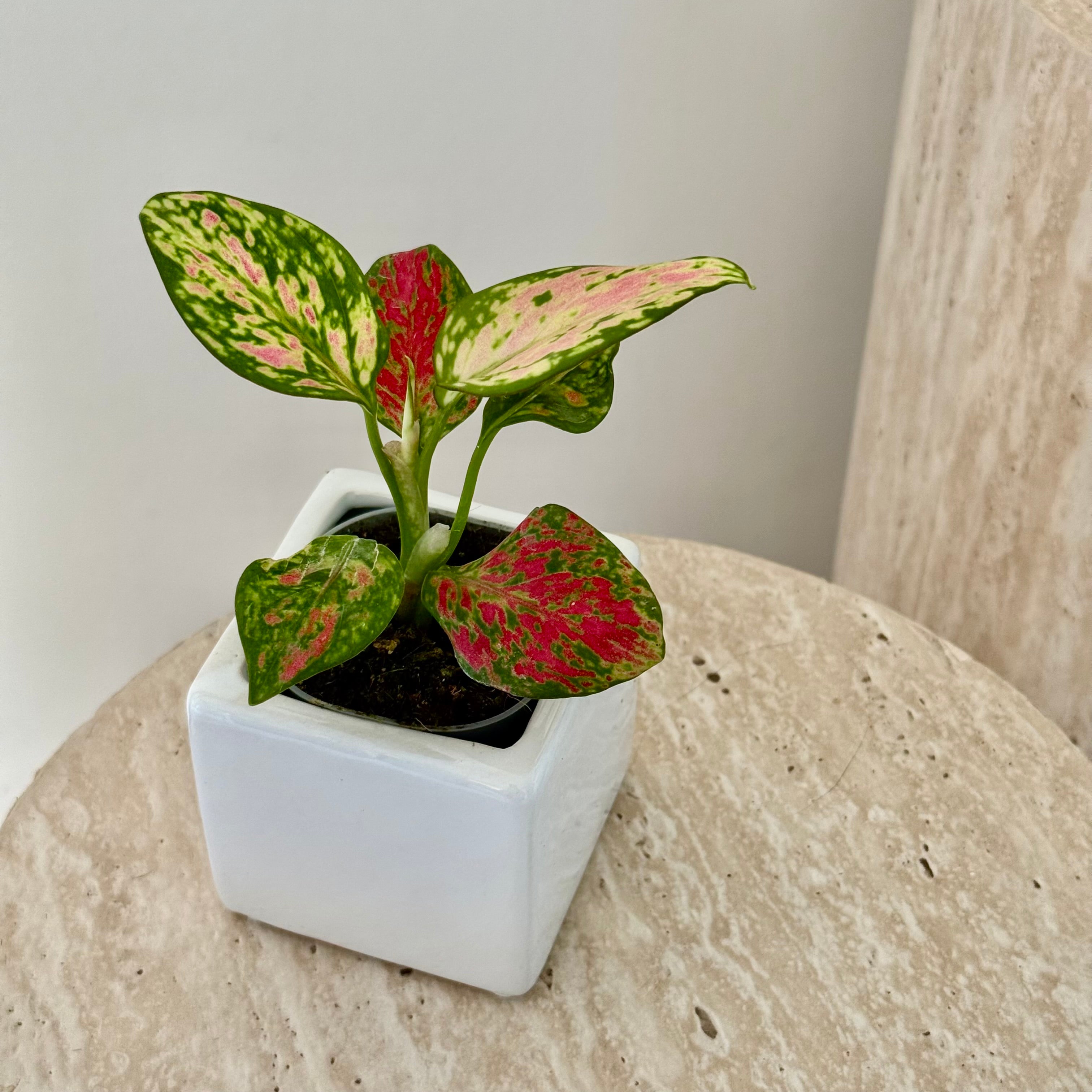 Aglaonema Pink Star