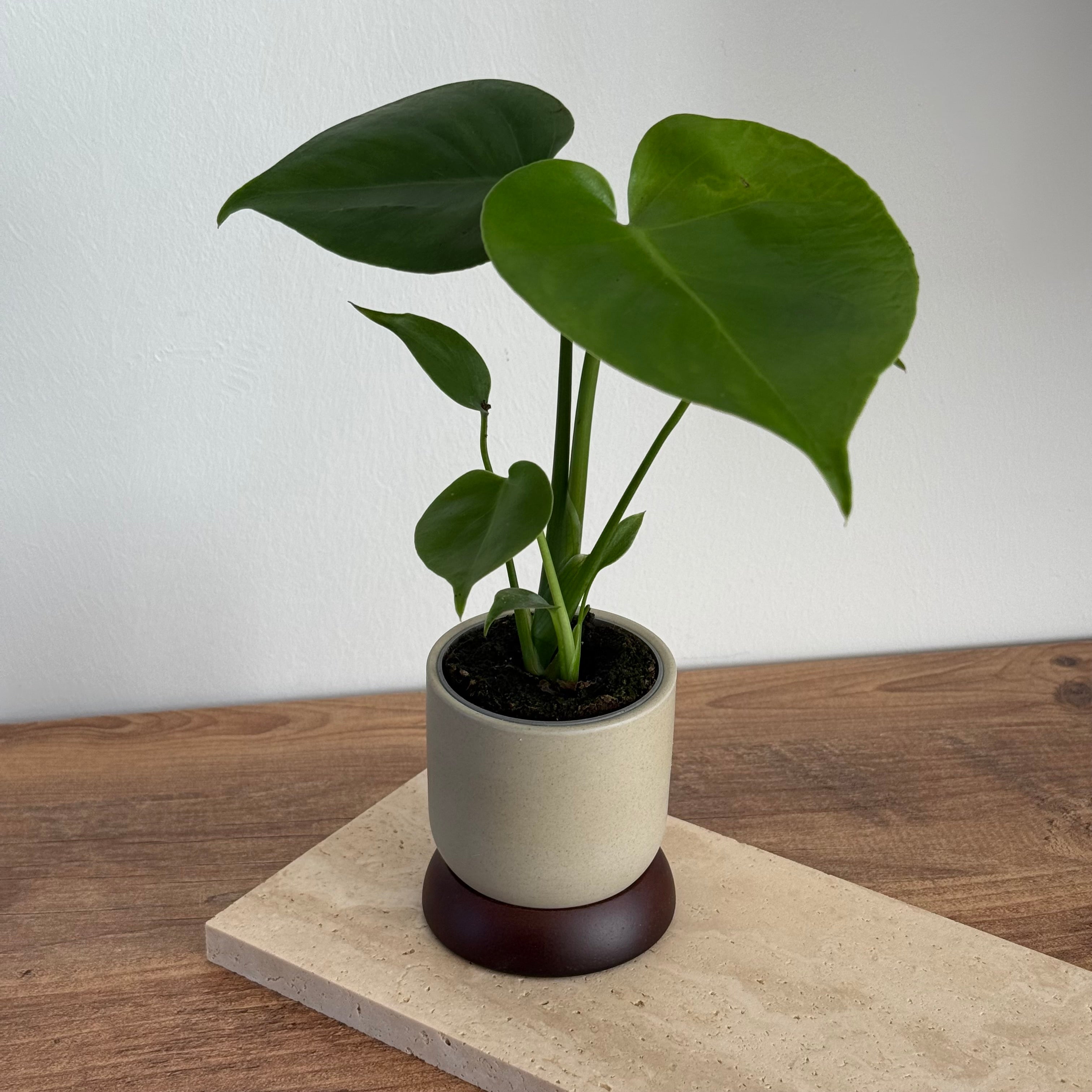 Monstera Deliciosa 6cm