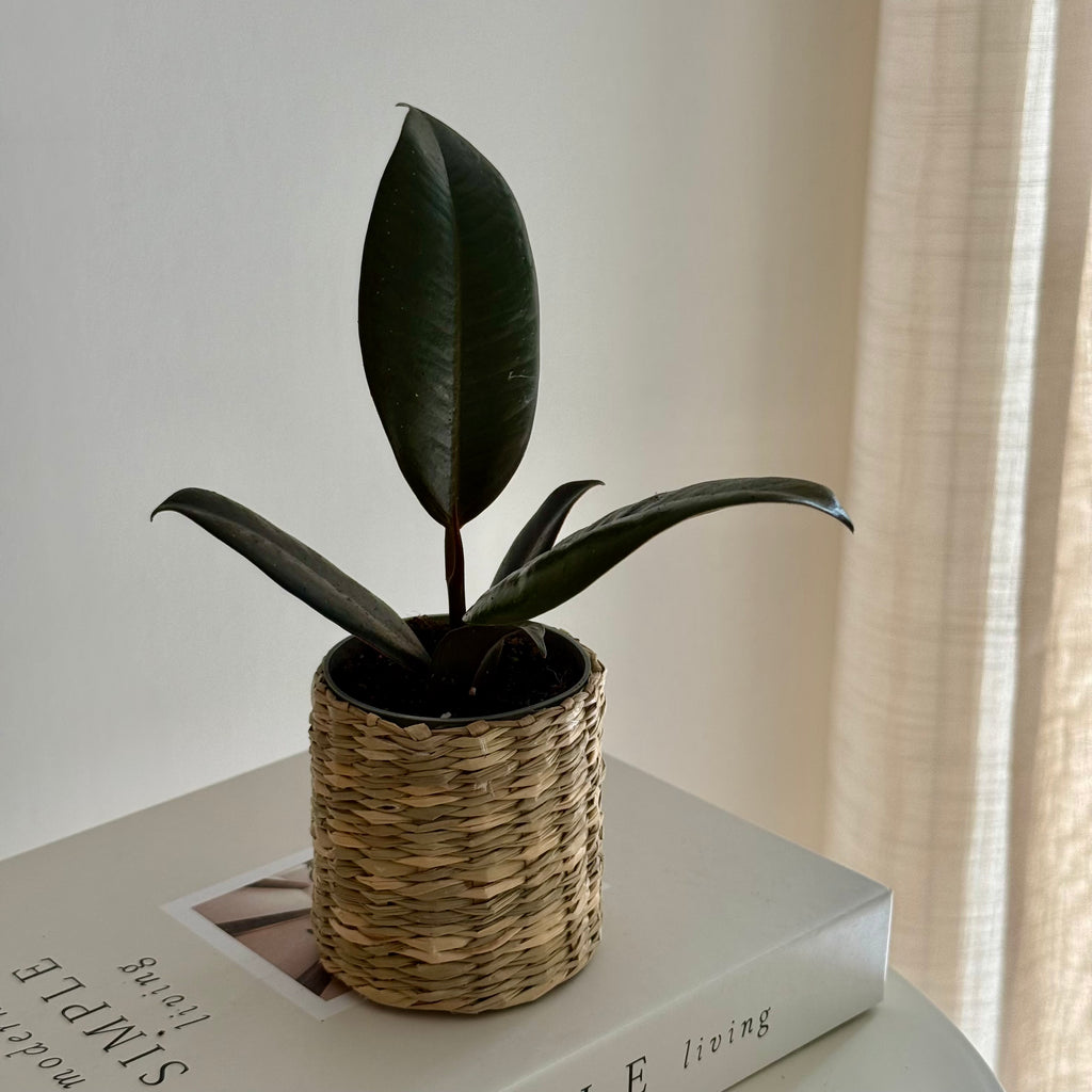 Ficus Elastica robusta