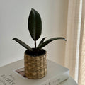 Ficus Elastica robusta