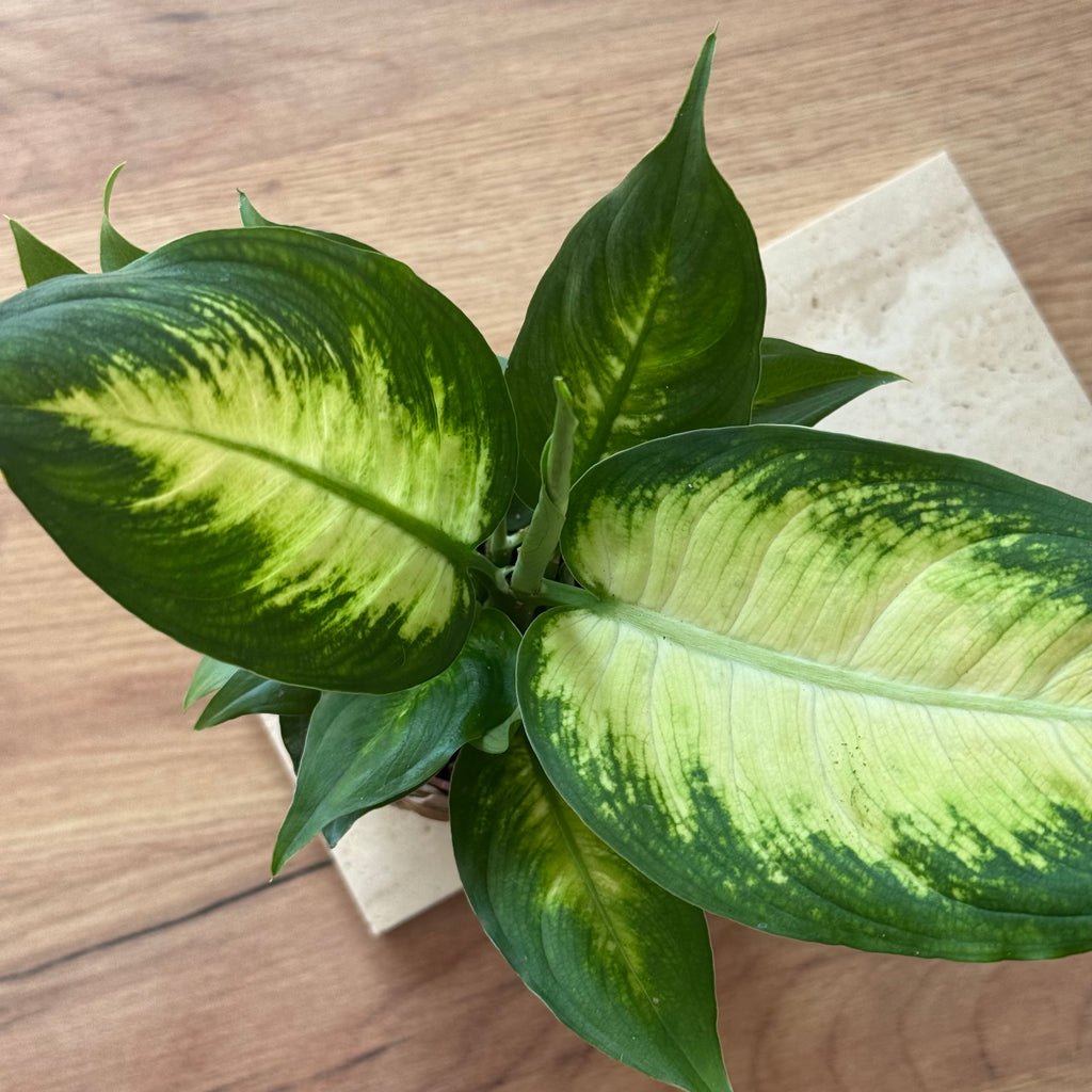 Dieffenbachia Camilla 9cm