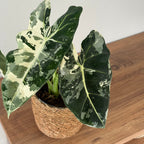 Alocasia Frydek Variegata