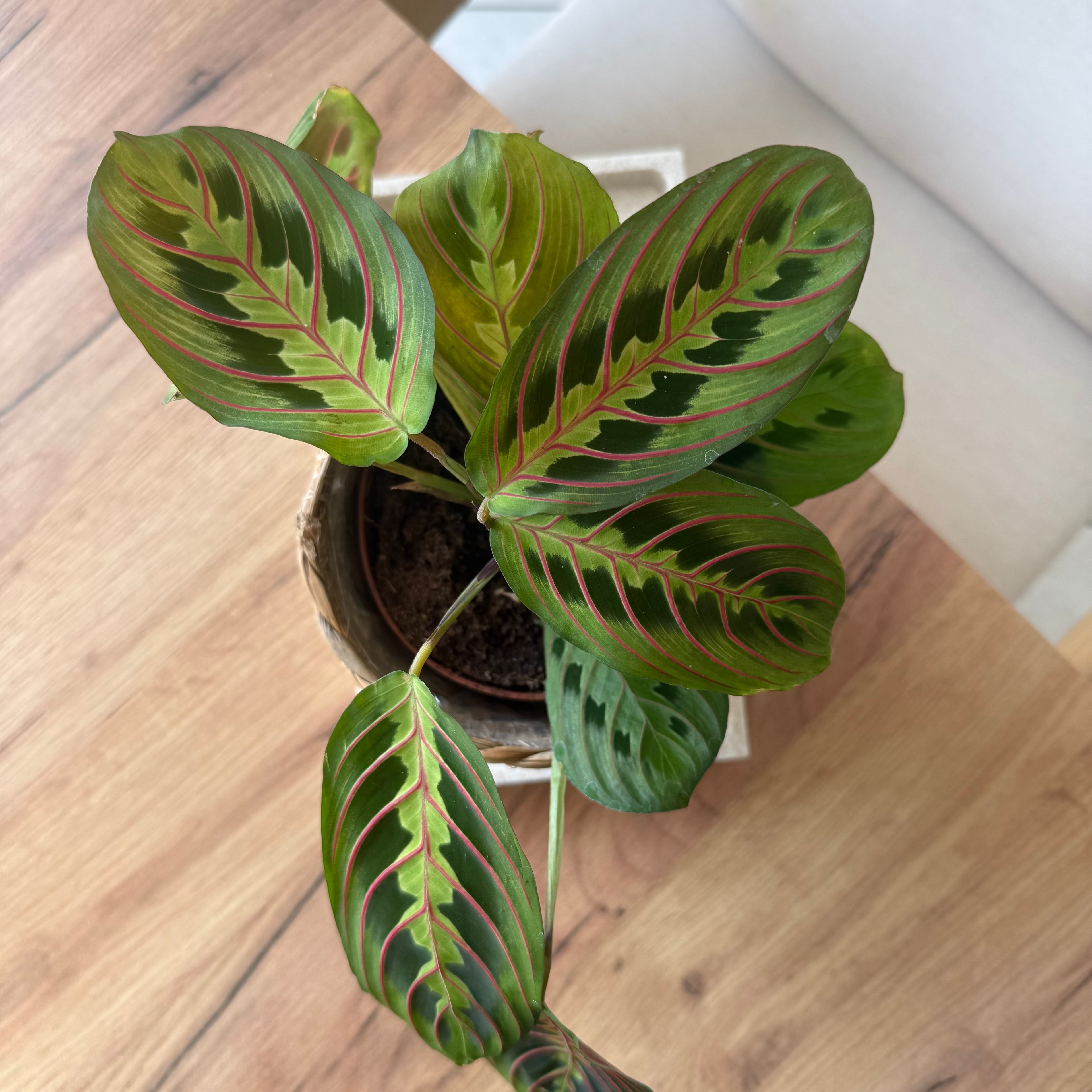 Maranta Fascinator