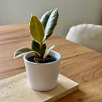 Ficus Tineke