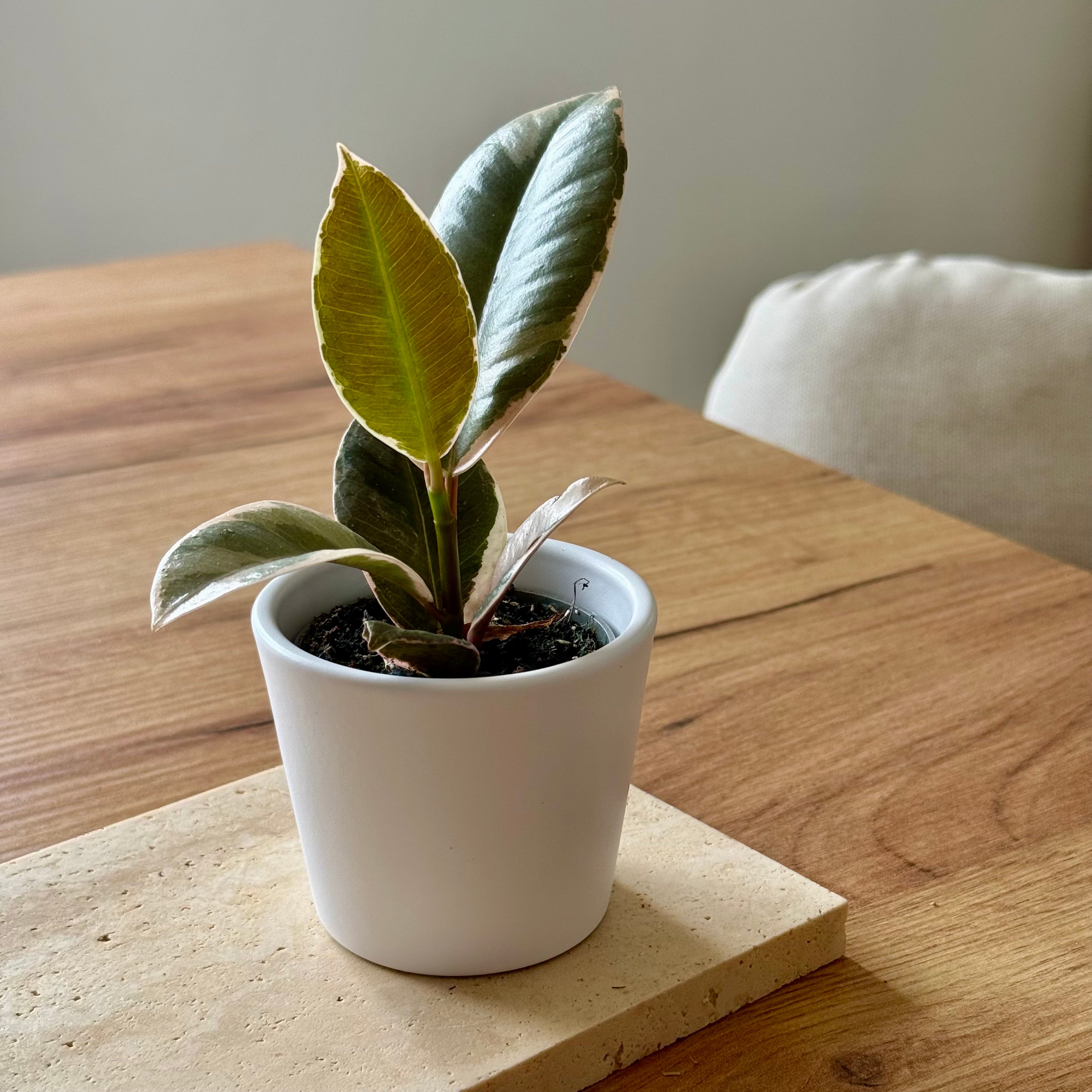 Ficus Tineke