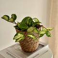 Hoya Carnosa Tricolor