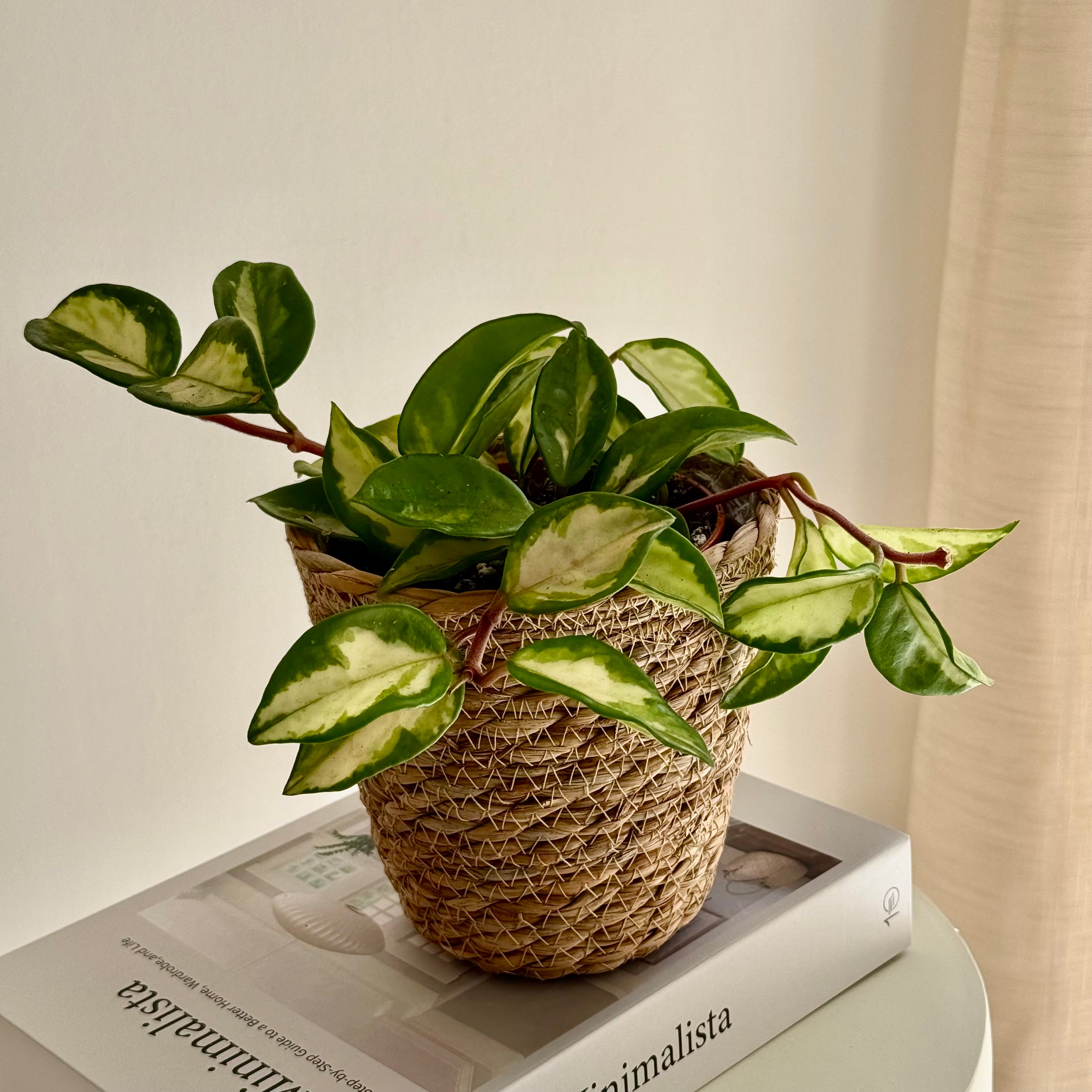 Hoya Carnosa Tricolor