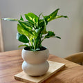 Dieffenbachia Seguine