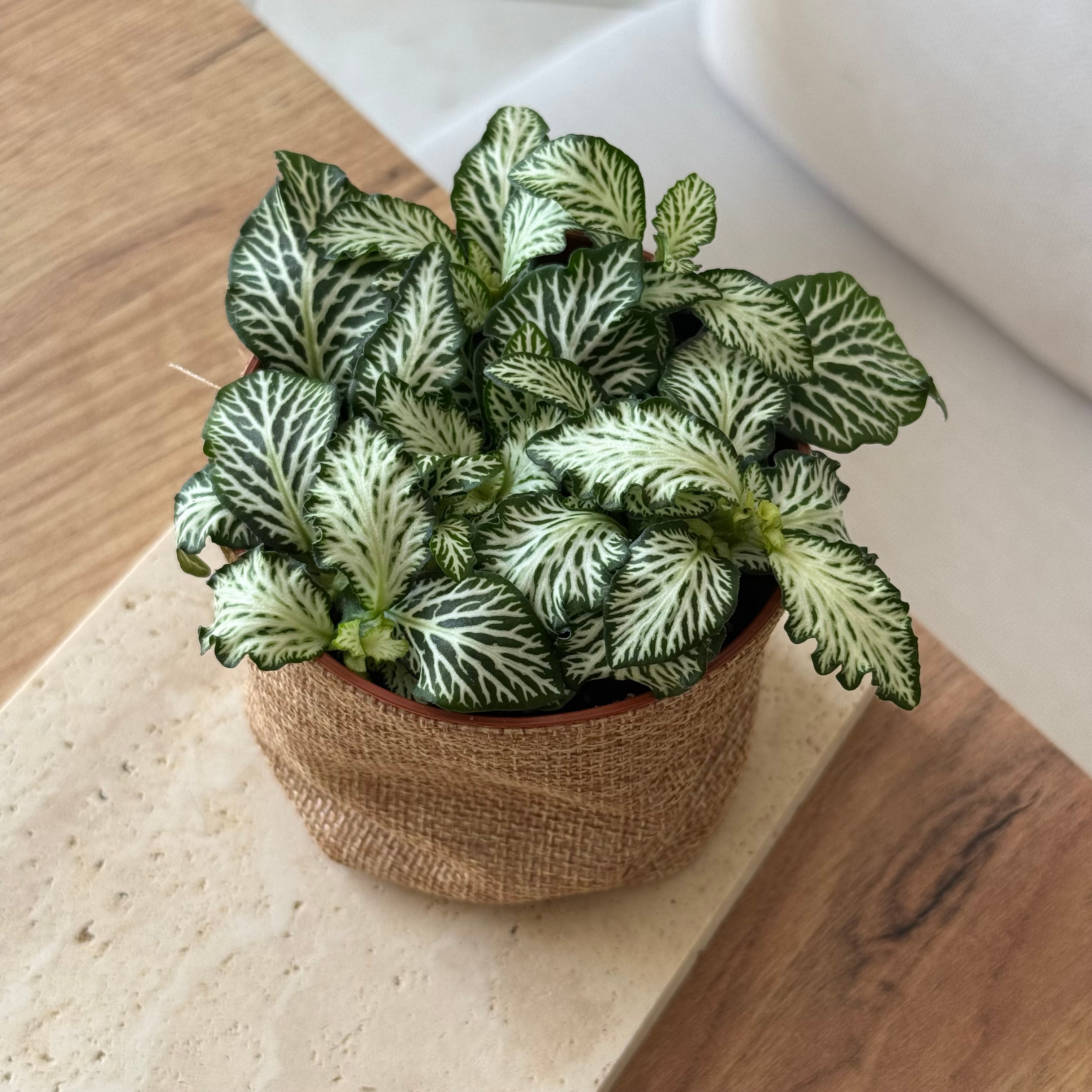 Fitonnia Verschaffeltii