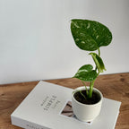 Monstera Thaï Constellation 6cm