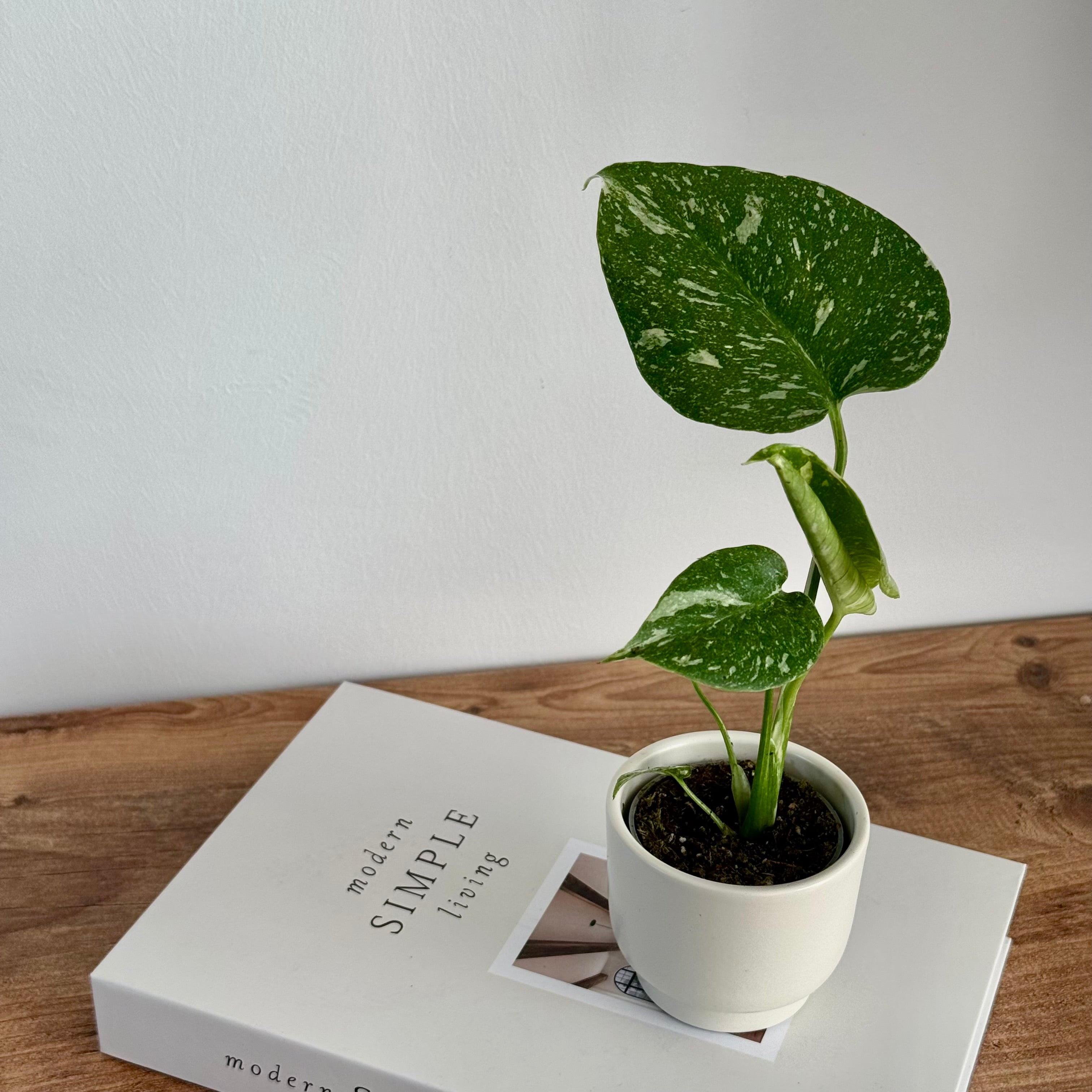 Monstera Thaï Constellation 6cm