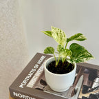 Epipremnum Marble Queen - Pothos